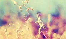 描写幸福的语句摘选