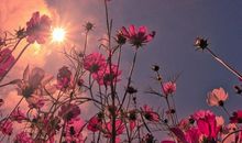 爱情幸福的经典语句大全