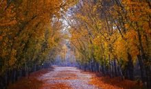 描写校园秋天的好段