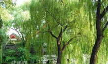 描写校园春天的好段