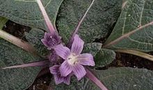 做事冲动了很后悔的句子