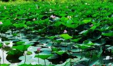 荷花歇后语大全