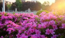 关于春暖花开让人开心句子