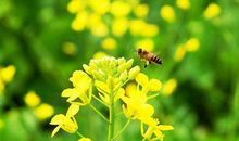 描写油菜花的诗句