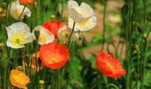 景物描写精彩片段