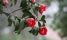 描写茶花的优美段落