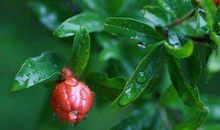 立夏的古诗及赏析 关于立夏时节的诗词