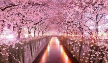 描写樱花的古诗