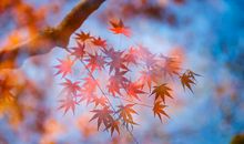 秋天唯美开心的句子