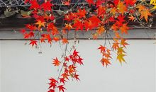 到处都是你的影子说说 你的影子挥之不去说说