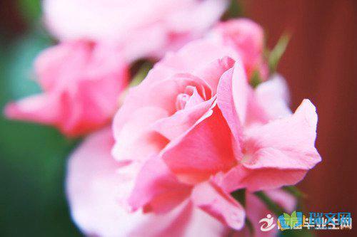  感恩节快乐的感恩节声明   1