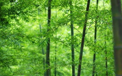竹林中的竹林更加茂盛