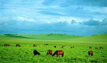 关于草原的优美句子