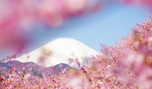 关于描写樱花的句子