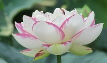 描写心理活动的短语