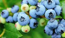 开心就笑累了就睡的晚安句子