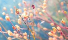 森系美句大全 森系说说文字控