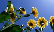 描写花开时开心的句子