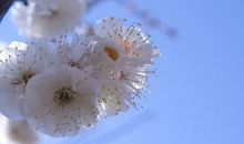 描写杏花的诗句