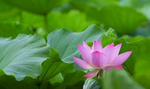 描写夏天荷花的诗