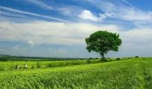 关于植树节的句子 赞美植树的句子-名人名言