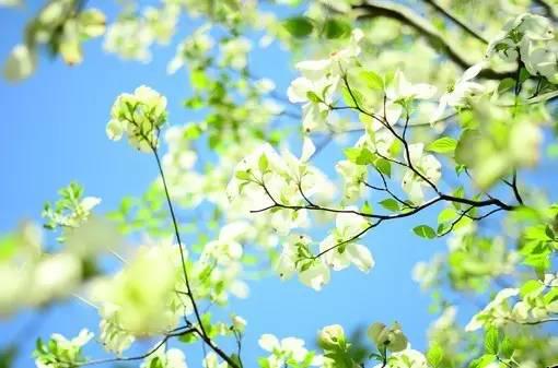 树木遮荫
