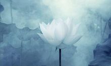 禅语感悟人生的句子