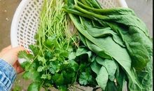 关于香菜的朋友圈说说 不喜欢吃香菜的说说