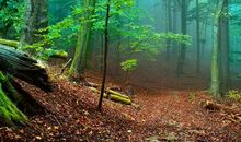 写一句关于保护森林的宣传标语