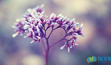 有关姐妹的经典句子