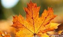 描写秋叶的诗句