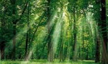 描写大自然的优美诗句