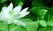 描写荷花和荷叶的诗