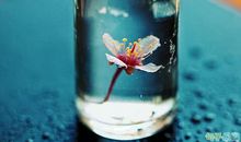 高雅诗意的古风语录