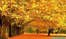 描写秋叶的好段