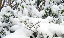 描写雪景的心情