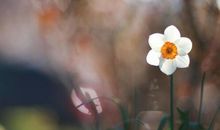 关于借物抒情的诗句