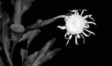 昙花凋零后,剩下的只有回忆