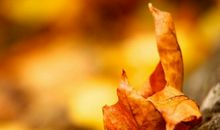 描写中秋节的诗句精选