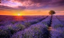 描写表达心情的句子