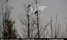 描写喜鹊的句子