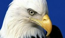 描写老鹰的句子