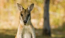 描写袋鼠的句子