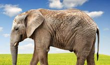 描写大象的句子