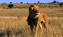 描写狮子的句子