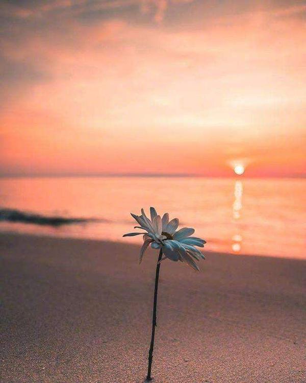 愿花朵充满您的生活