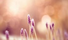 描写清明节的句子佳句