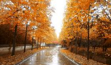 描写秋雨绵绵的句子