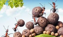 描写蚂蚁的句子