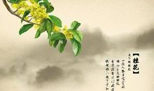 描写桂花的诗句大全